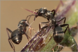 <p>MRAVENEC OBECNÝ (Lasius niger) (Knížecí)</p>